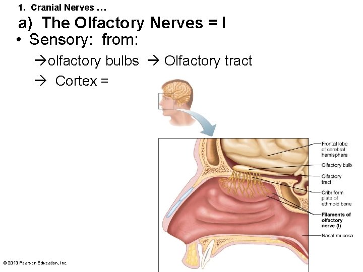 1. Cranial Nerves … a) The Olfactory Nerves = I • Sensory: from: olfactory