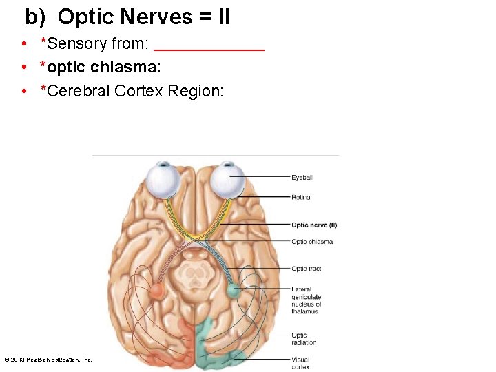b) Optic Nerves = II • *Sensory from: • *optic chiasma: • *Cerebral Cortex