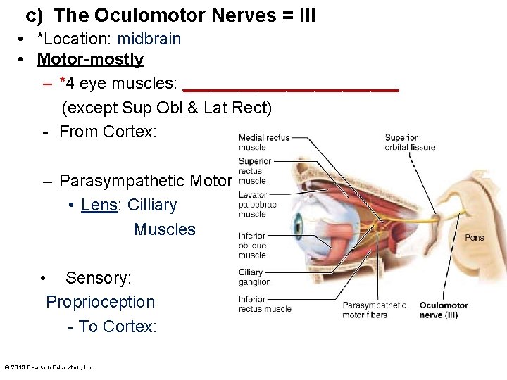 c) The Oculomotor Nerves = III • *Location: midbrain • Motor-mostly – *4 eye