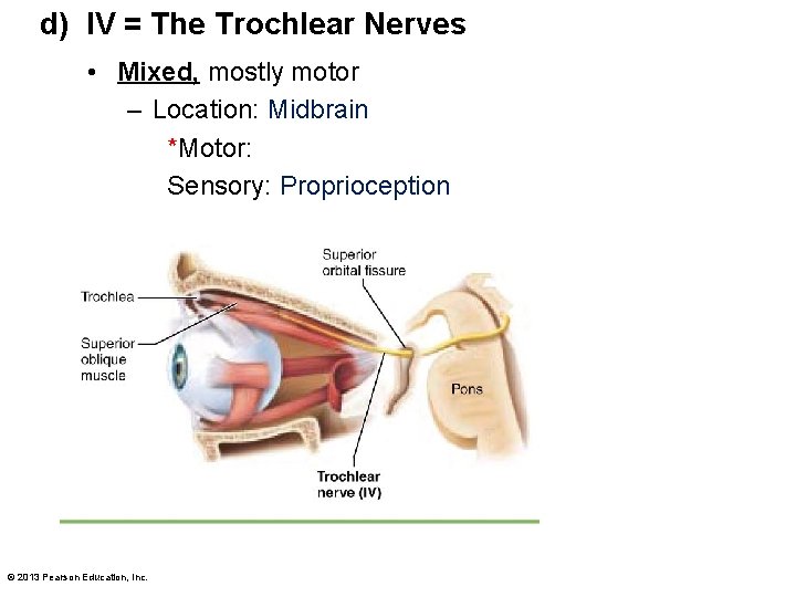 d) IV = The Trochlear Nerves • Mixed, mostly motor – Location: Midbrain *Motor: