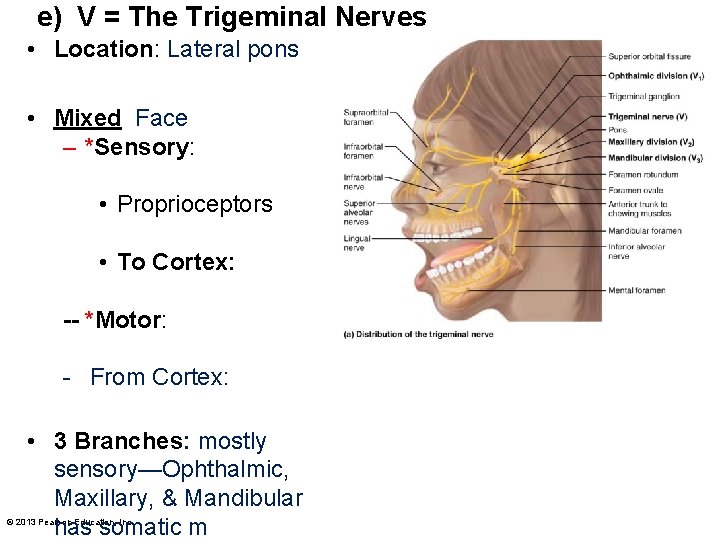e) V = The Trigeminal Nerves • Location: Lateral pons • Mixed Face –