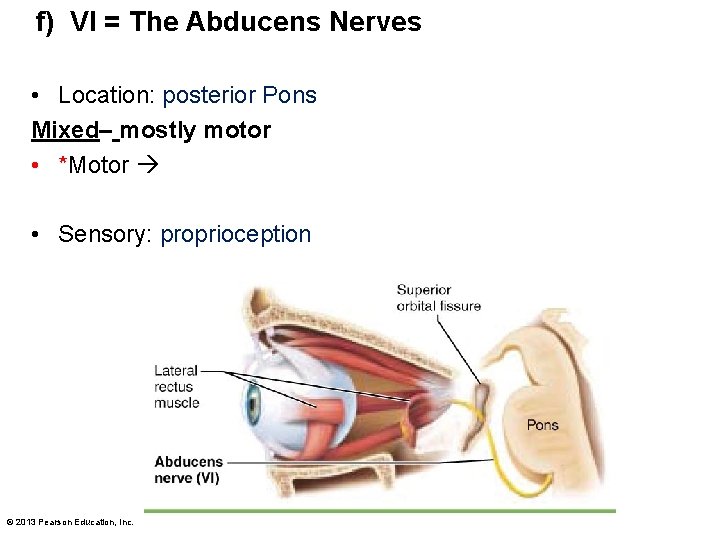 f) VI = The Abducens Nerves • Location: posterior Pons Mixed– mostly motor •
