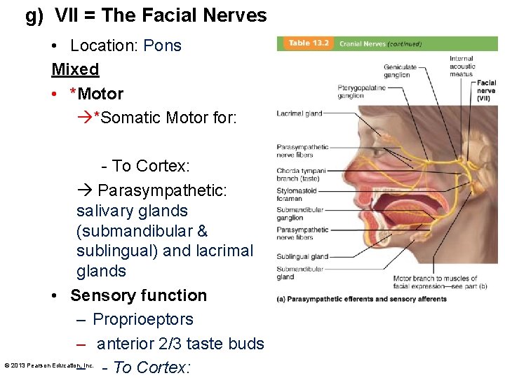 g) VII = The Facial Nerves • Location: Pons Mixed • *Motor *Somatic Motor
