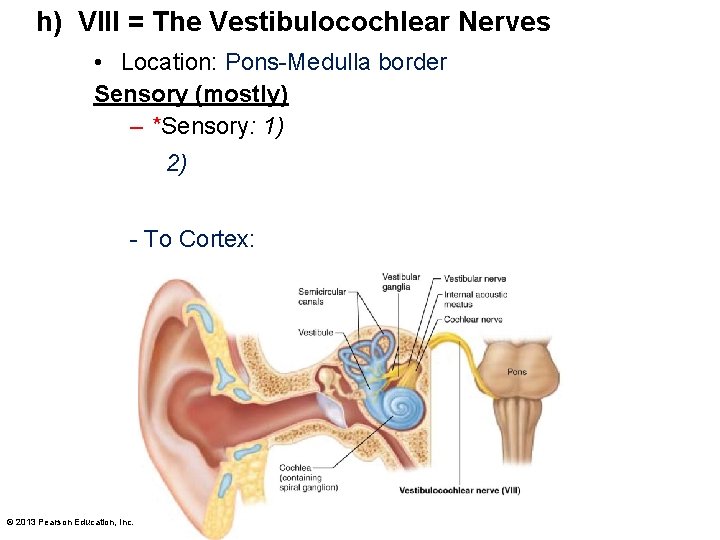 h) VIII = The Vestibulocochlear Nerves • Location: Pons-Medulla border Sensory (mostly) – *Sensory: