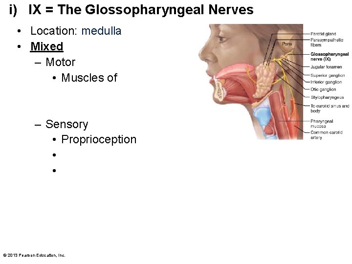 i) IX = The Glossopharyngeal Nerves • Location: medulla • Mixed – Motor •