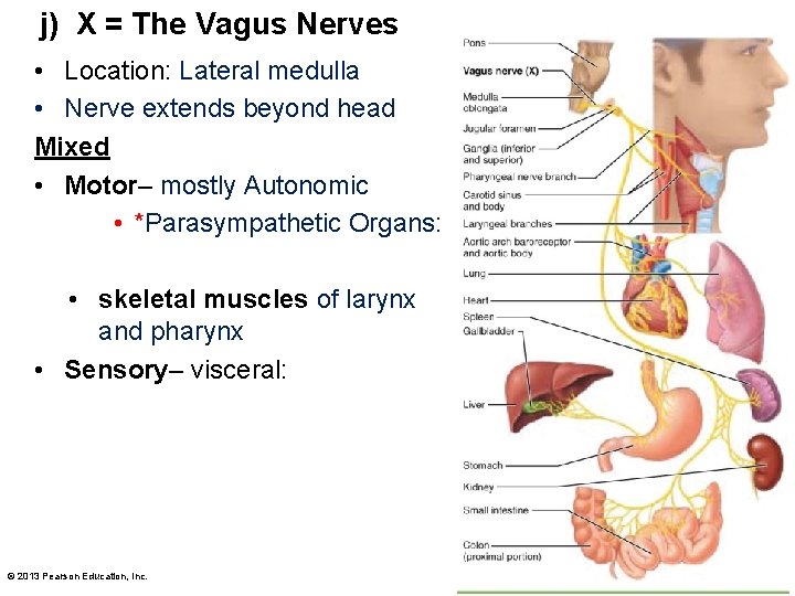 j) X = The Vagus Nerves • Location: Lateral medulla • Nerve extends beyond