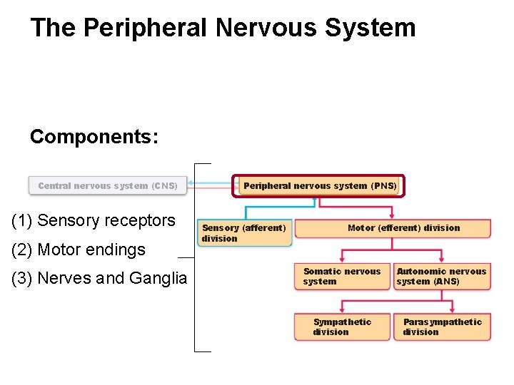 The Peripheral Nervous System Components: Central nervous system (CNS) (1) Sensory receptors (2) Motor