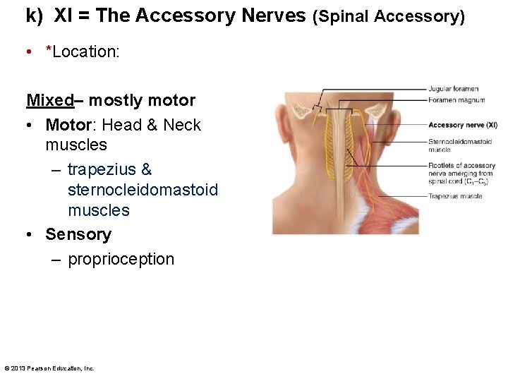 k) XI = The Accessory Nerves (Spinal Accessory) • *Location: Mixed– mostly motor •