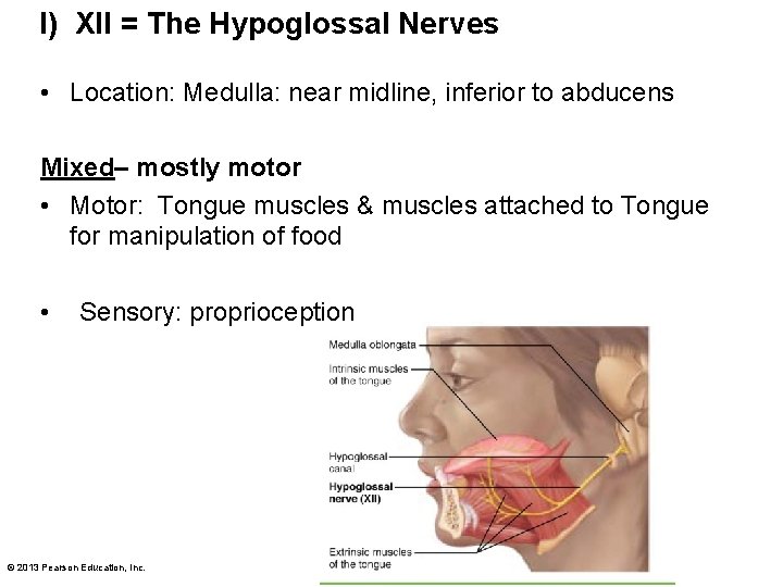 l) XII = The Hypoglossal Nerves • Location: Medulla: near midline, inferior to abducens