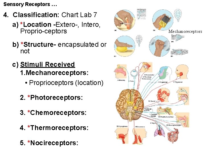 Sensory Receptors … 4. Classification: Chart Lab 7 a) *Location -Extero-, Intero, Proprio-ceptors b)
