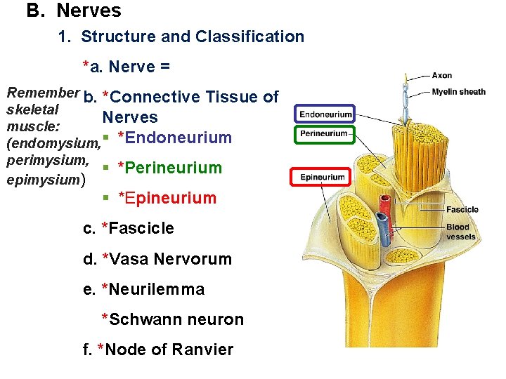 B. Nerves 1. Structure and Classification *a. Nerve = Remember b. *Connective Tissue skeletal