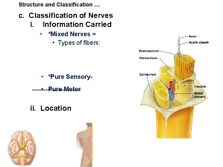 Structure and Classification … c. Classification of Nerves i. Information Carried • *Mixed Nerves