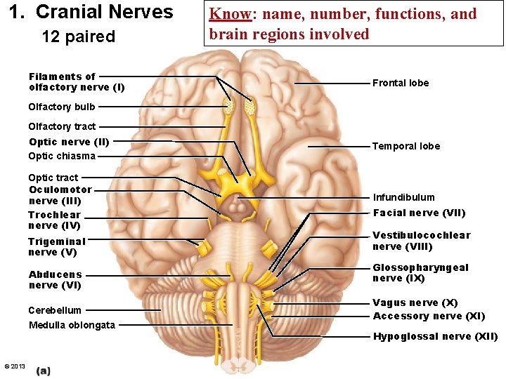 1. Cranial Nerves 12 paired Filaments of olfactory nerve (I) Know: name, number, functions,
