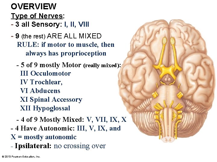 OVERVIEW Type of Nerves: - 3 all Sensory: I, II, VIII - 9 (the