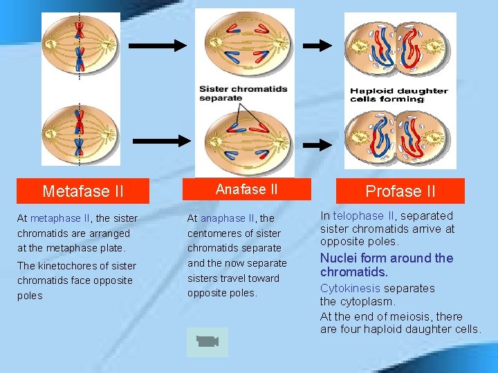 Metafase II At metaphase II, the sister chromatids are arranged at the metaphase plate.