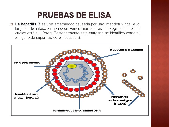 PRUEBAS DE ELISA � La hepatitis B es una enfermedad causada por una infección