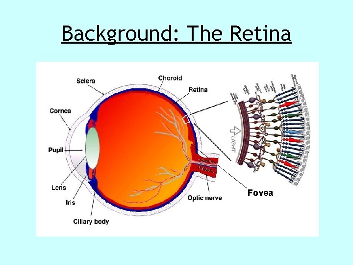 Background: The Retina Fovea Background: The Retina Fovea