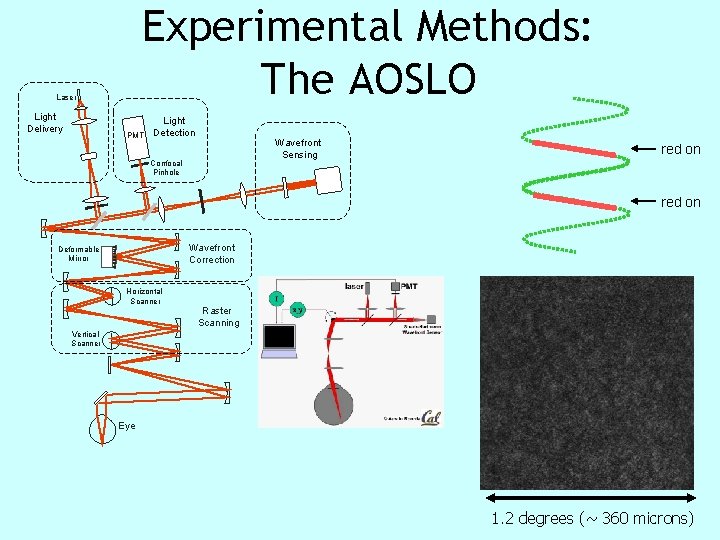 Experimental Methods: The AOSLO Laser Light Delivery PMT Light Detection Wavefront Sensing Confocal Pinhole Experimental Methods: The AOSLO Laser Light Delivery PMT Light Detection Wavefront Sensing Confocal Pinhole