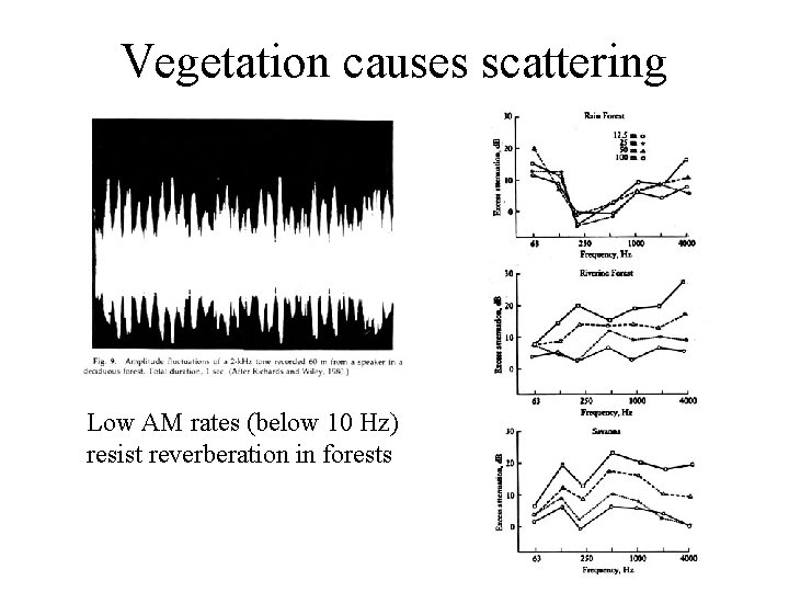Vegetation causes scattering Low AM rates (below 10 Hz) resist reverberation in forests 