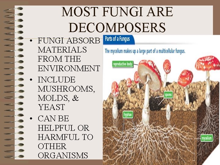 MOST FUNGI ARE DECOMPOSERS • FUNGI ABSORB MATERIALS FROM THE ENVIRONMENT • INCLUDE MUSHROOMS,