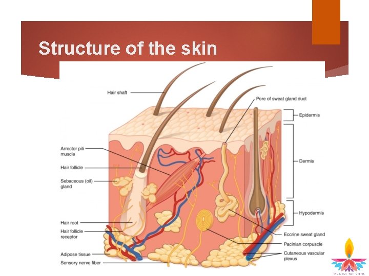Structure of the skin 