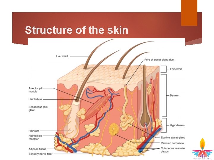 Structure of the skin 