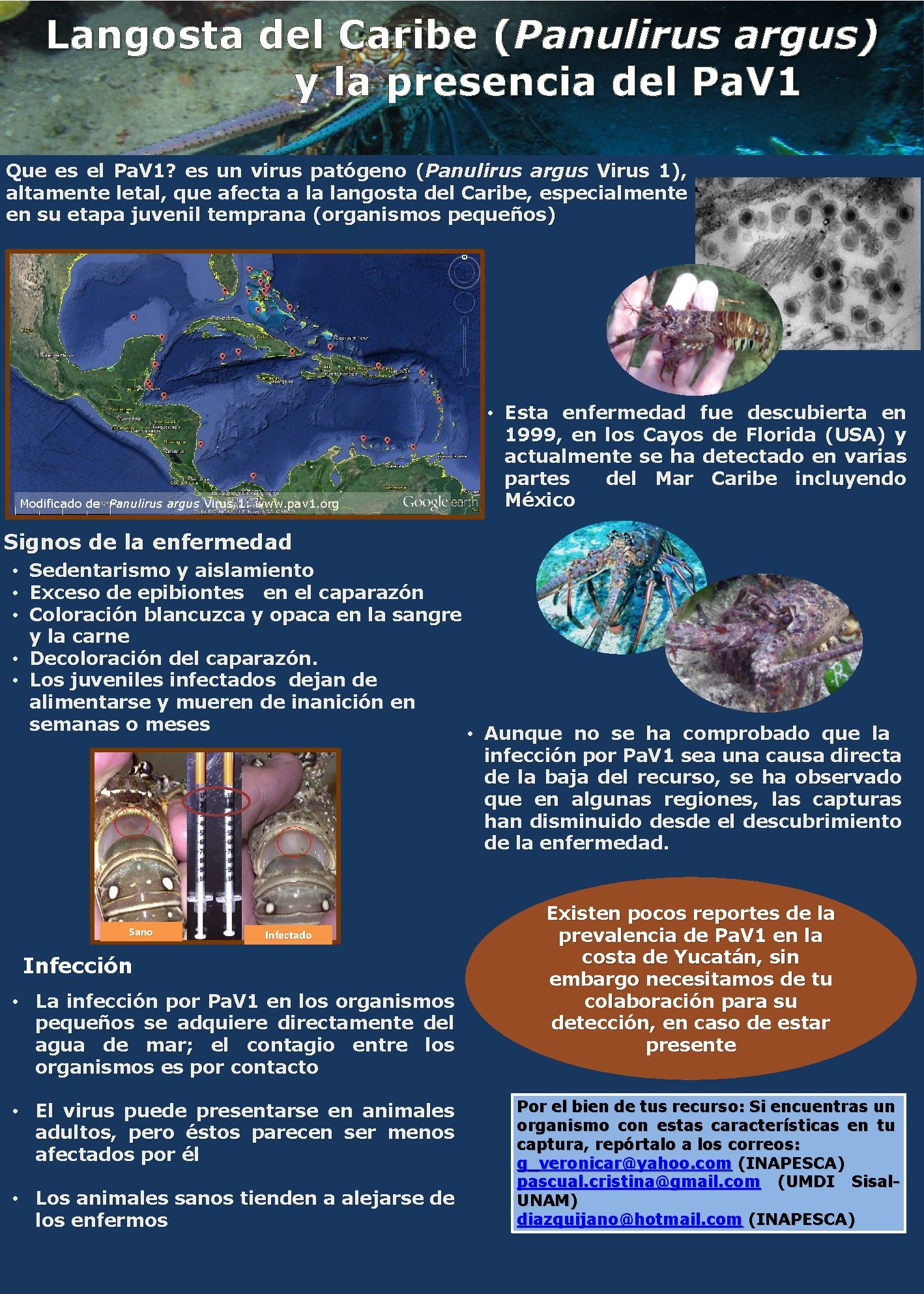 Langosta del Caribe (Panulirus argus) y la presencia del Pa. V 1 Que es