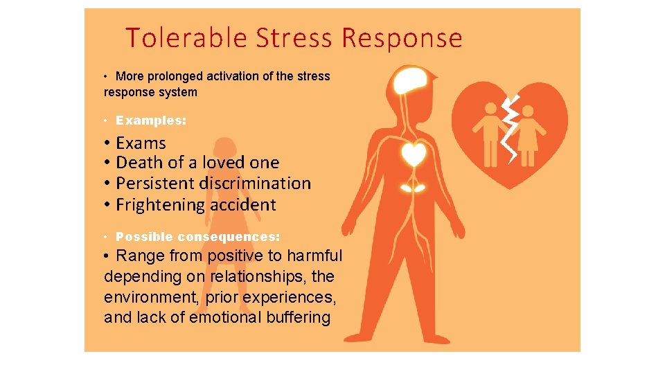 Tolerable Stress Response • More prolonged activation of the stress response system • Examples:
