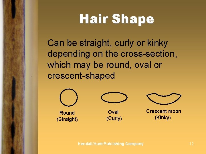 Hair Shape Can be straight, curly or kinky depending on the cross-section, which may