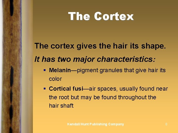 The Cortex The cortex gives the hair its shape. It has two major characteristics: