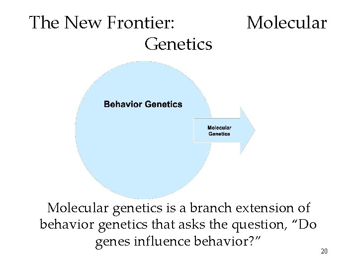 The New Frontier: Genetics Molecular genetics is a branch extension of behavior genetics that