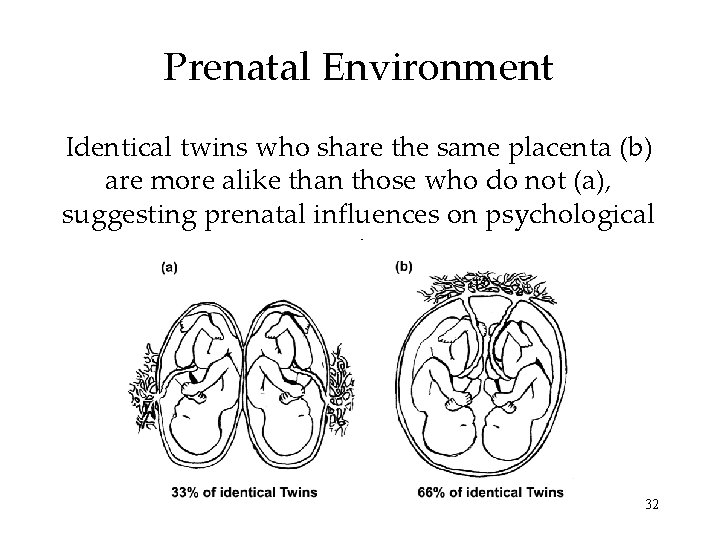 Prenatal Environment Identical twins who share the same placenta (b) are more alike than