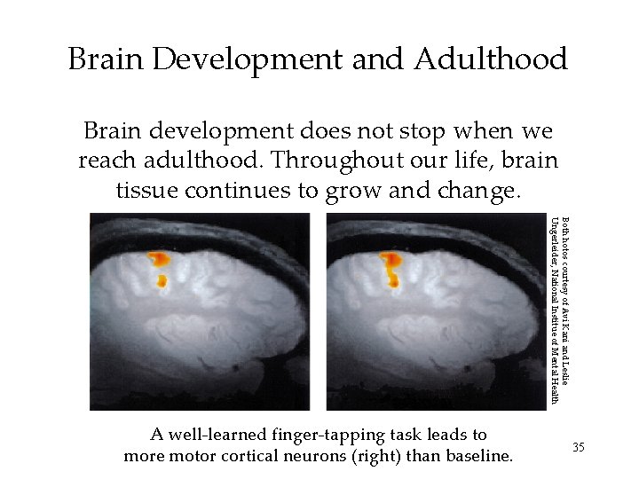 Brain Development and Adulthood Brain development does not stop when we reach adulthood. Throughout