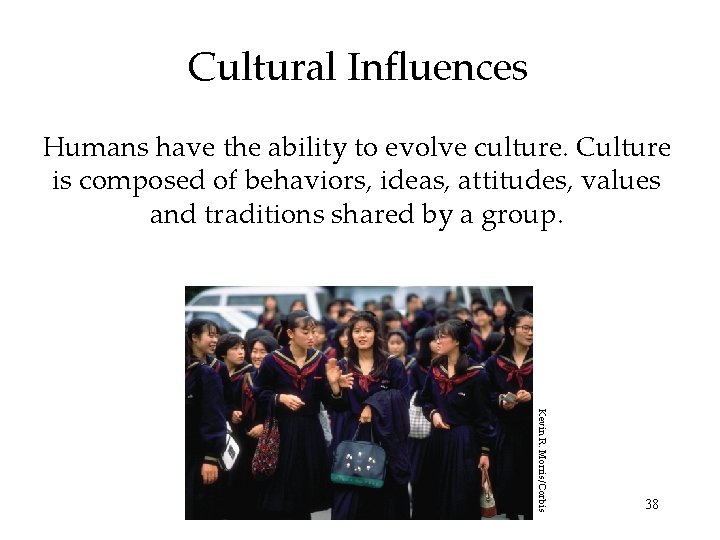 Cultural Influences Humans have the ability to evolve culture. Culture is composed of behaviors,