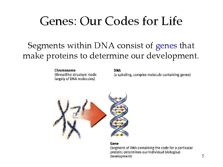 Genes: Our Codes for Life Segments within DNA consist of genes that make proteins