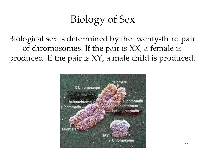 Biology of Sex Biological sex is determined by the twenty-third pair of chromosomes. If