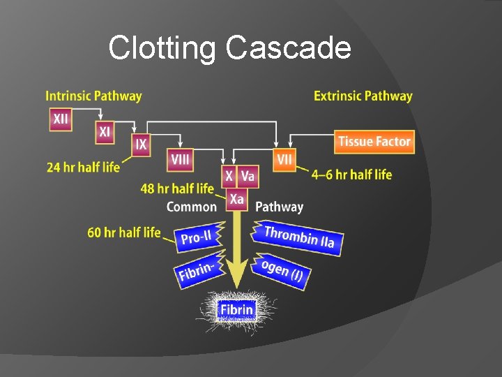 Clotting Cascade 