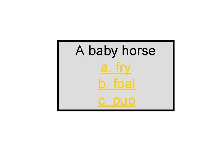 A baby horse a. fry b. foal c. pup 