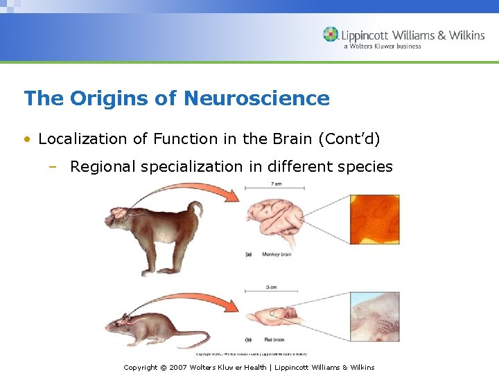 The Origins of Neuroscience • Localization of Function in the Brain (Cont’d) – Regional