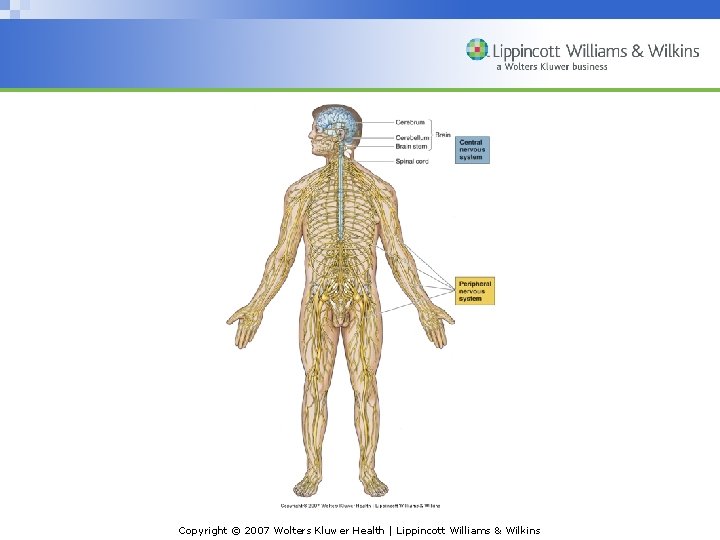 Copyright © 2007 Wolters Kluwer Health | Lippincott Williams & Wilkins 