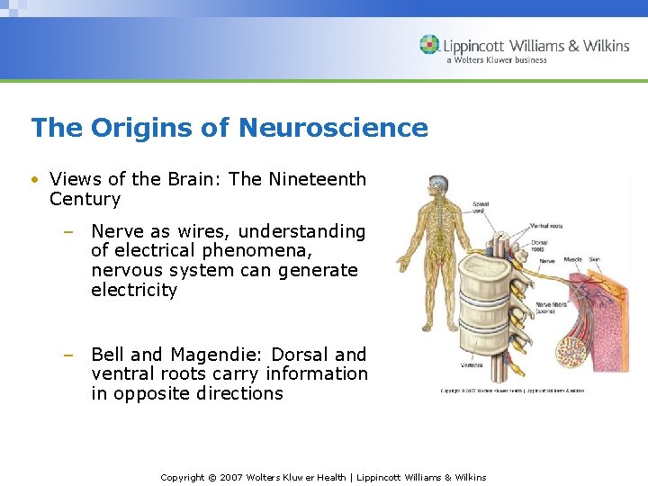 The Origins of Neuroscience • Views of the Brain: The Nineteenth Century – Nerve