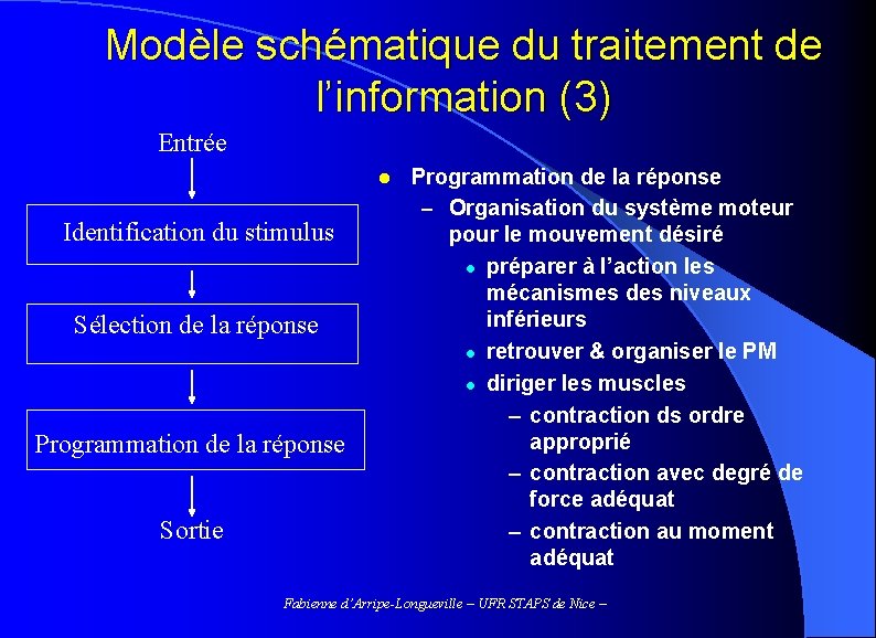 Modèle schématique du traitement de l’information (3) Entrée l Identification du stimulus Sélection de