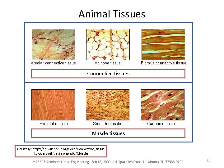 Animal Tissues Connective tissues Muscle tissues Courtesy: http: //en. wikipedia. org/wiki/Connective_tissue http: //en. wikipedia.
