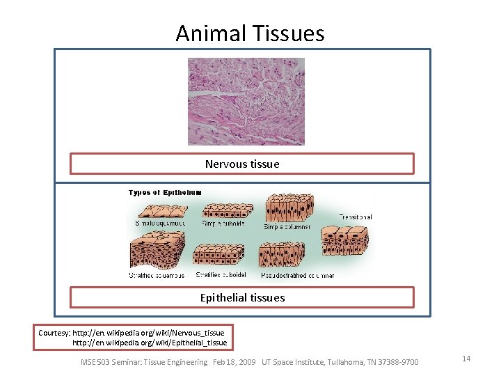 Animal Tissues Nervous tissue Epithelial tissues Courtesy: http: //en. wikipedia. org/wiki/Nervous_tissue http: //en. wikipedia.