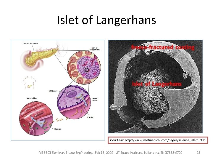 Islet of Langerhans Courtesy: http: //www. isletmedical. com/pages/science_islem. htm MSE 503 Seminar: Tissue Engineering