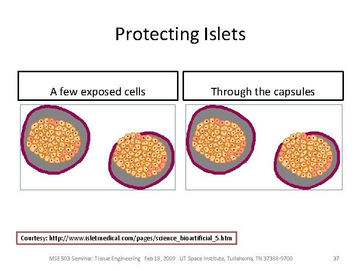 Protecting Islets A few exposed cells Through the capsules Courtesy: http: //www. isletmedical. com/pages/science_bioartificial_5.
