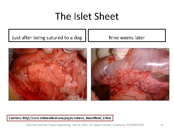 The Islet Sheet Just after being sutured to a dog Nine weeks later Courtesy: