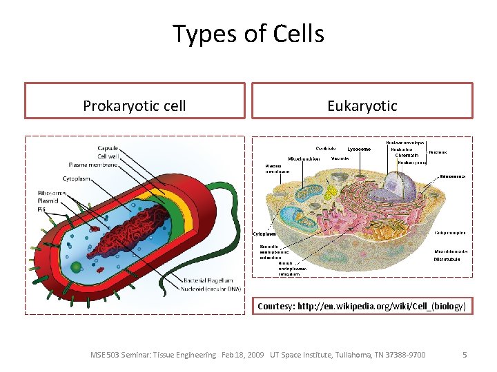 Types of Cells Prokaryotic cell Eukaryotic Courtesy: http: //en. wikipedia. org/wiki/Cell_(biology) MSE 503 Seminar: