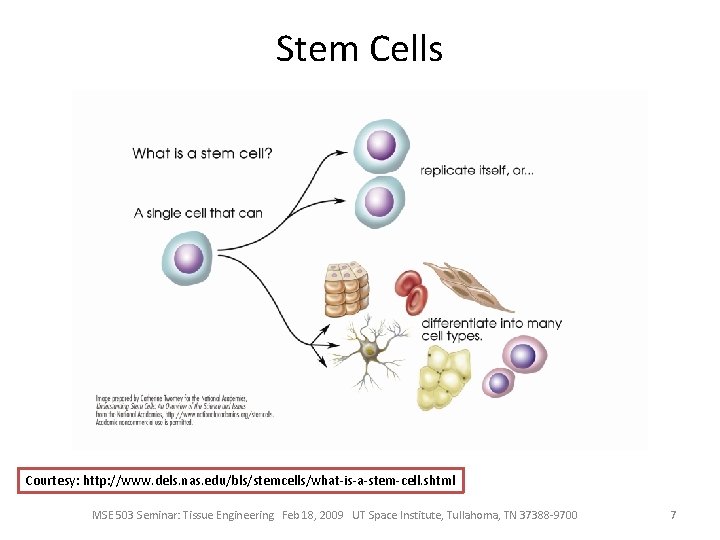 Stem Cells Courtesy: http: //www. dels. nas. edu/bls/stemcells/what-is-a-stem-cell. shtml MSE 503 Seminar: Tissue Engineering