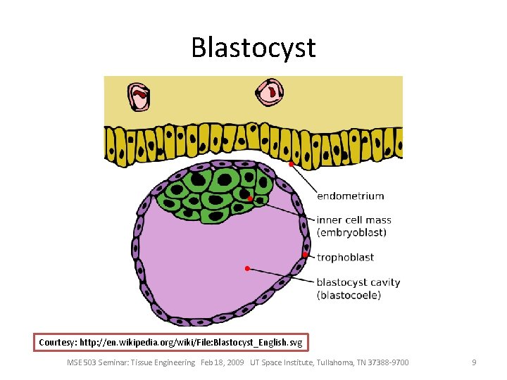 Blastocyst Courtesy: http: //en. wikipedia. org/wiki/File: Blastocyst_English. svg MSE 503 Seminar: Tissue Engineering Feb